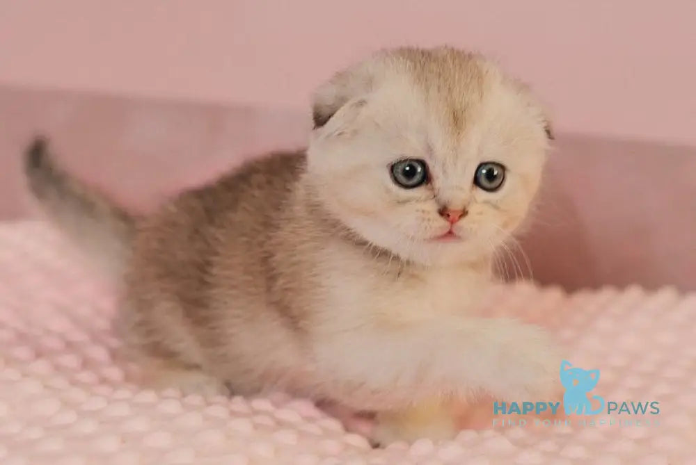 Vivian Scottish Fold female black silver ticked tabby live animals