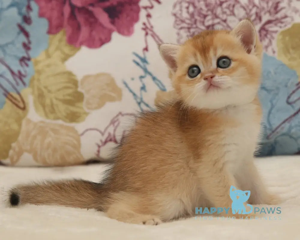 Vivian Scottish Straight male black golden shaded live animals