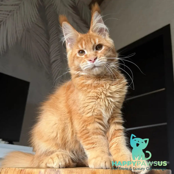 Vivid Maine Coon polydactyl 6x6x6x6 male red ticked tabby - live animals