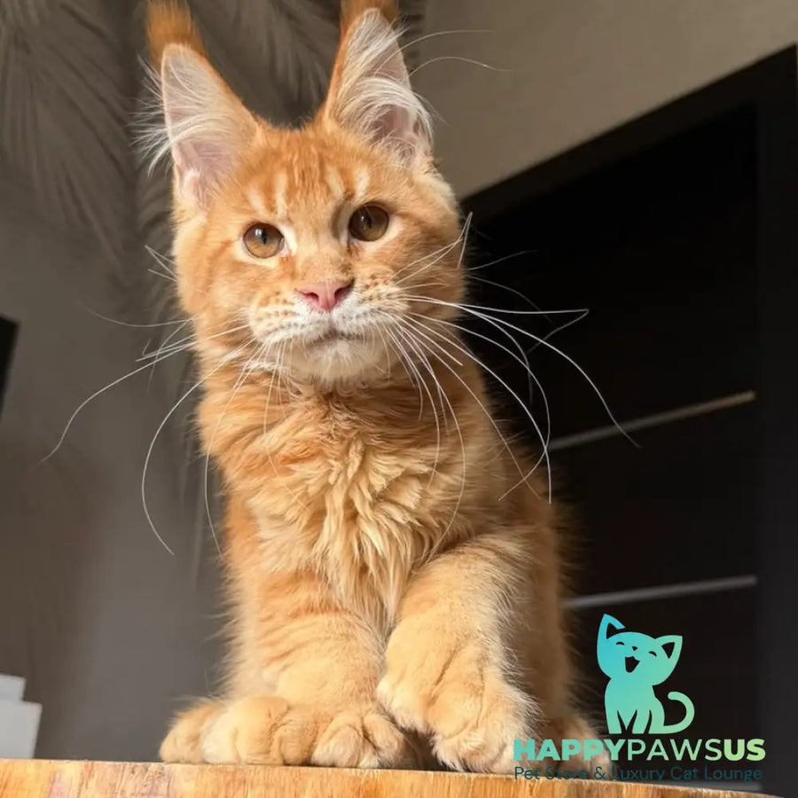 Vivid Maine Coon polydactyl 6x6x6x6 male red ticked tabby - live animals