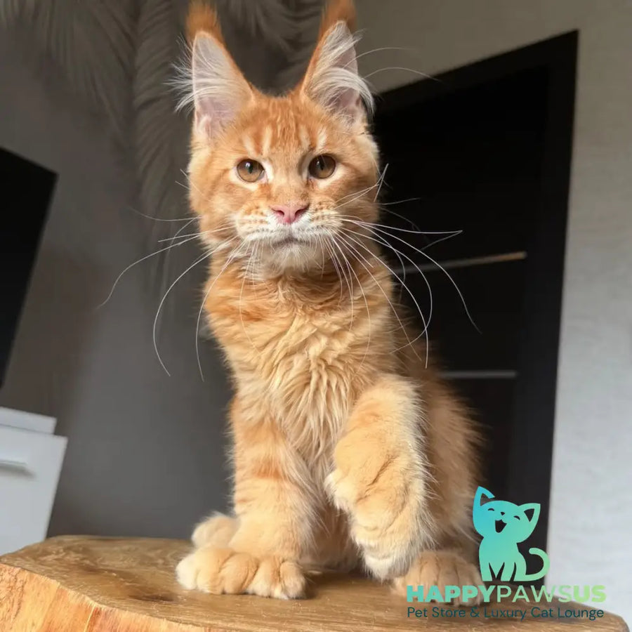 Vivid Maine Coon polydactyl 6x6x6x6 male red ticked tabby - live animals