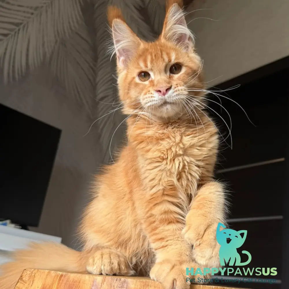 Vivid Maine Coon polydactyl 6x6x6x6 male red ticked tabby - live animals