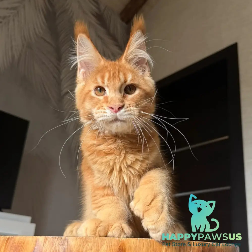 Vivid Maine Coon polydactyl 6x6x6x6 male red ticked tabby - live animals