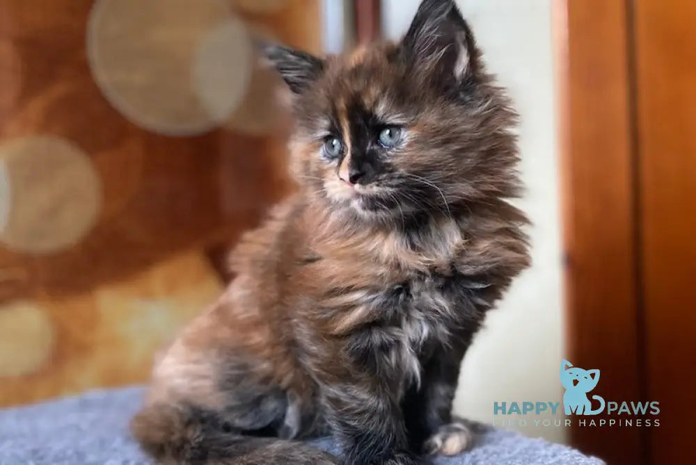 Vivien Maine Coon female black tortie live animals