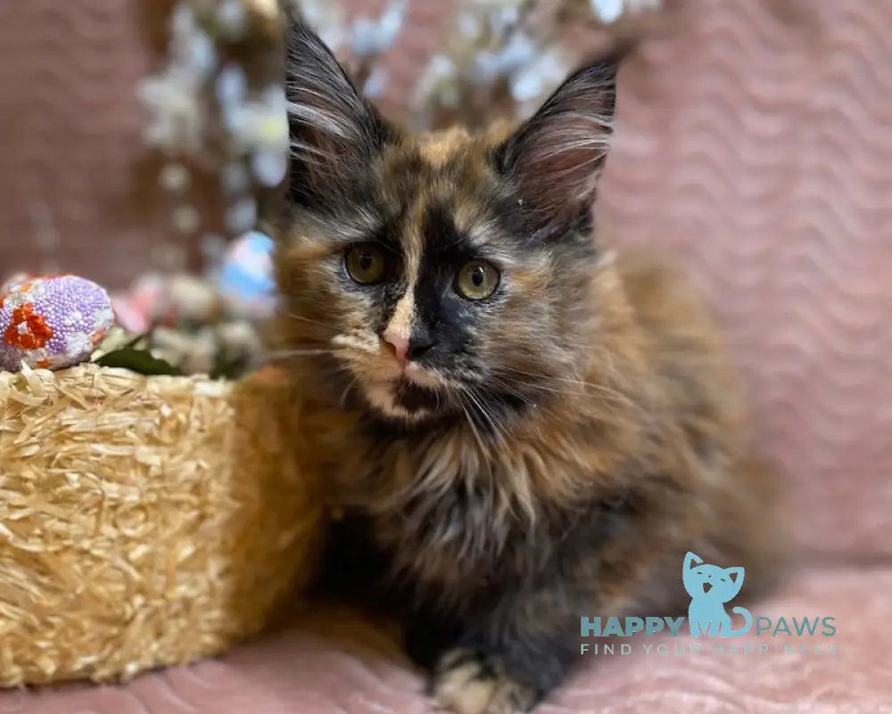 Vivien Maine Coon female black tortie live animals
