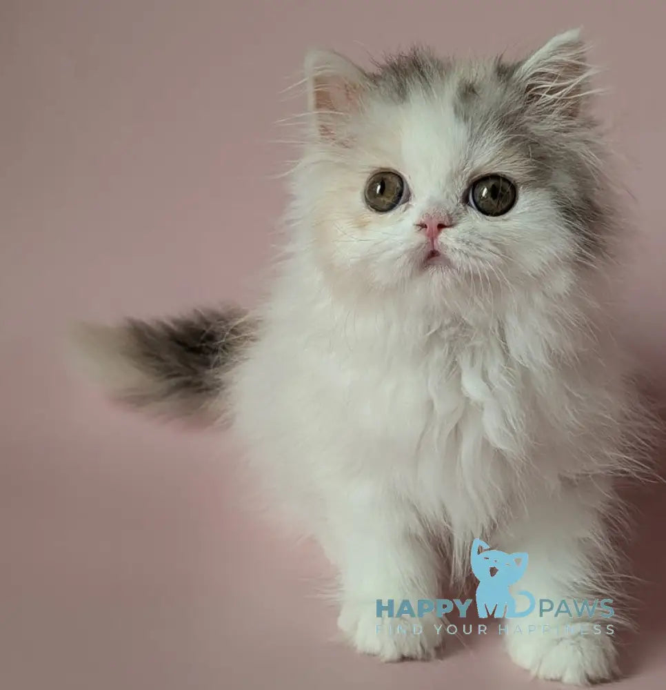 Vivien Scottish Straight female black tortie silver tabby harlequin live animals
