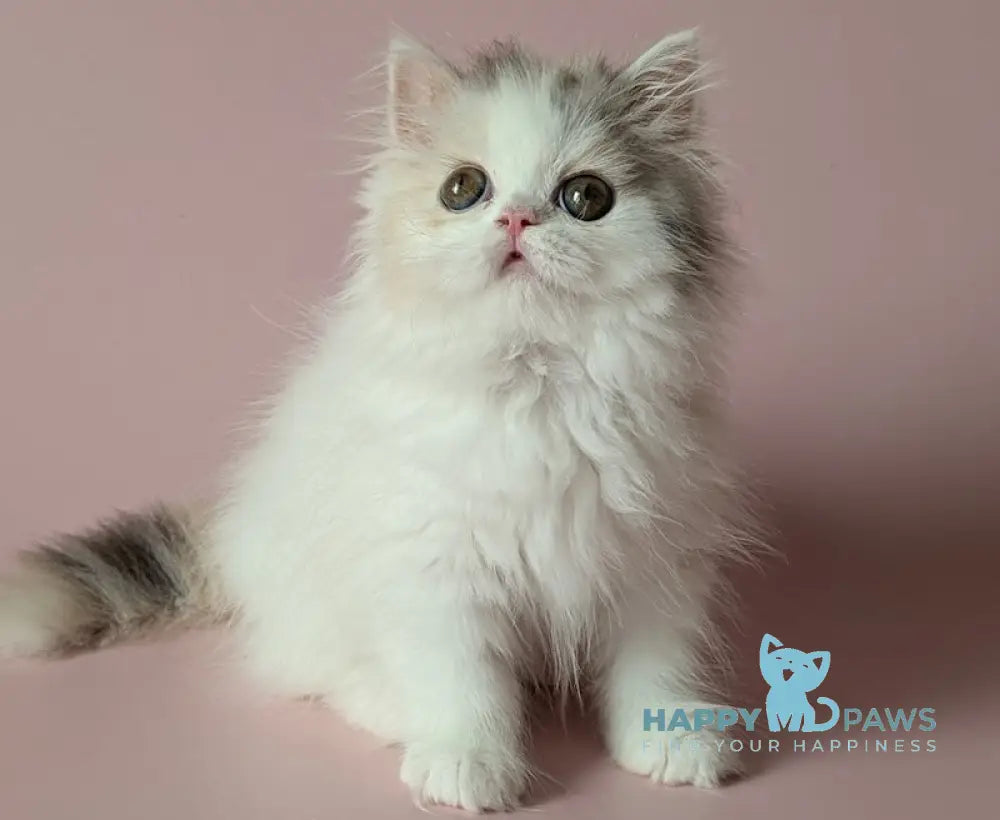 Vivien Scottish Straight female black tortie silver tabby harlequin live animals