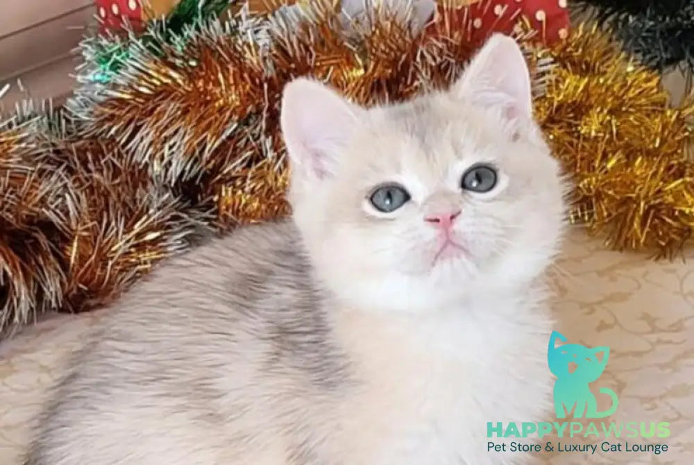 Vivienne British Shorthair female blue golden chinchilla live animals