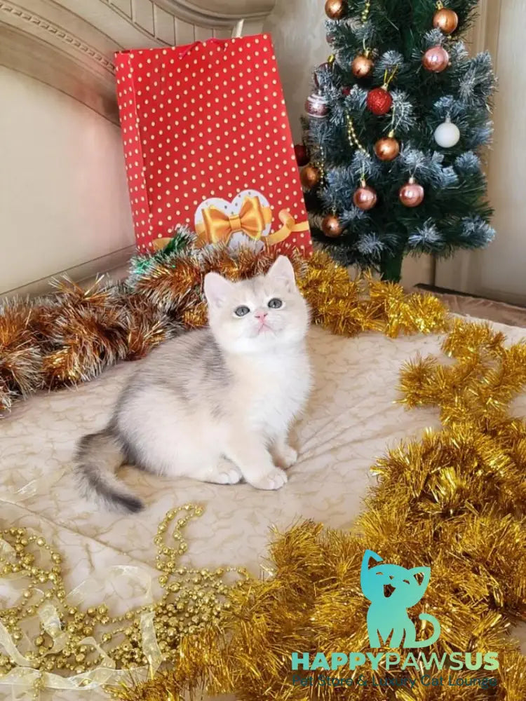 Vivienne British Shorthair female blue golden chinchilla live animals