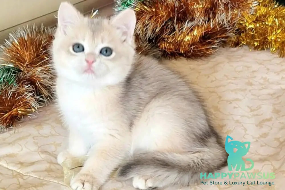 Vivienne British Shorthair female blue golden chinchilla live animals