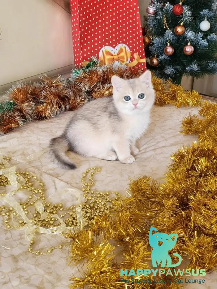 Vivienne British Shorthair female blue golden chinchilla live animals