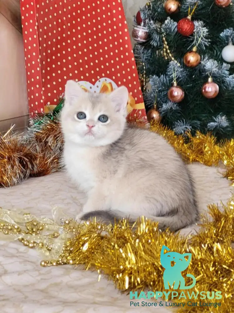 Vivienne British Shorthair female blue golden chinchilla live animals