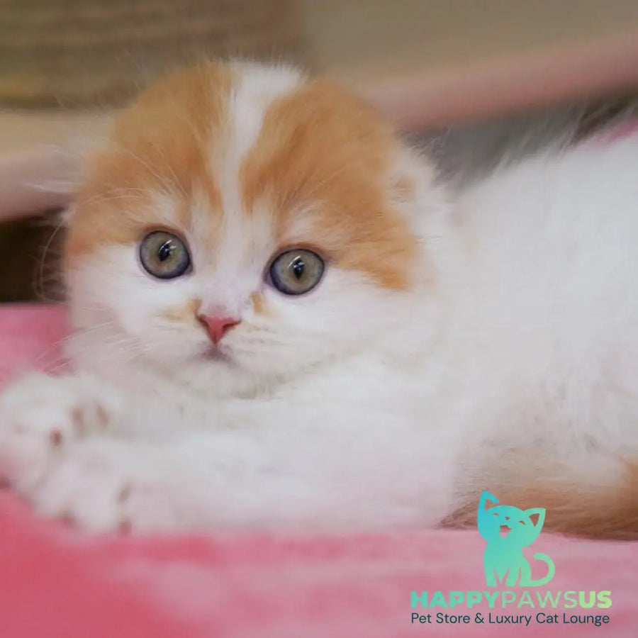 Vivienne Scottish Fold female red tabby van - live animals