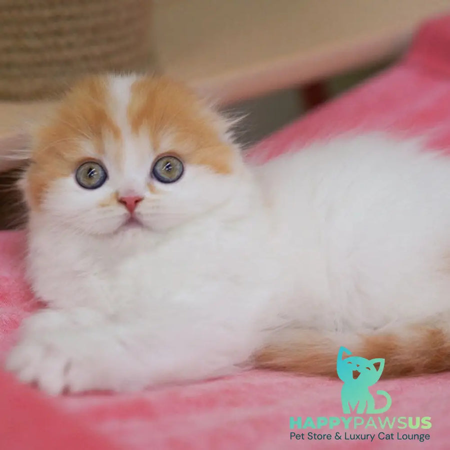 Vivienne Scottish Fold female red tabby van - live animals