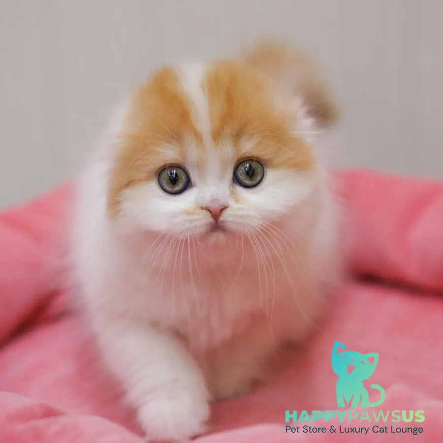 Vivienne Scottish Fold female red tabby van - live animals