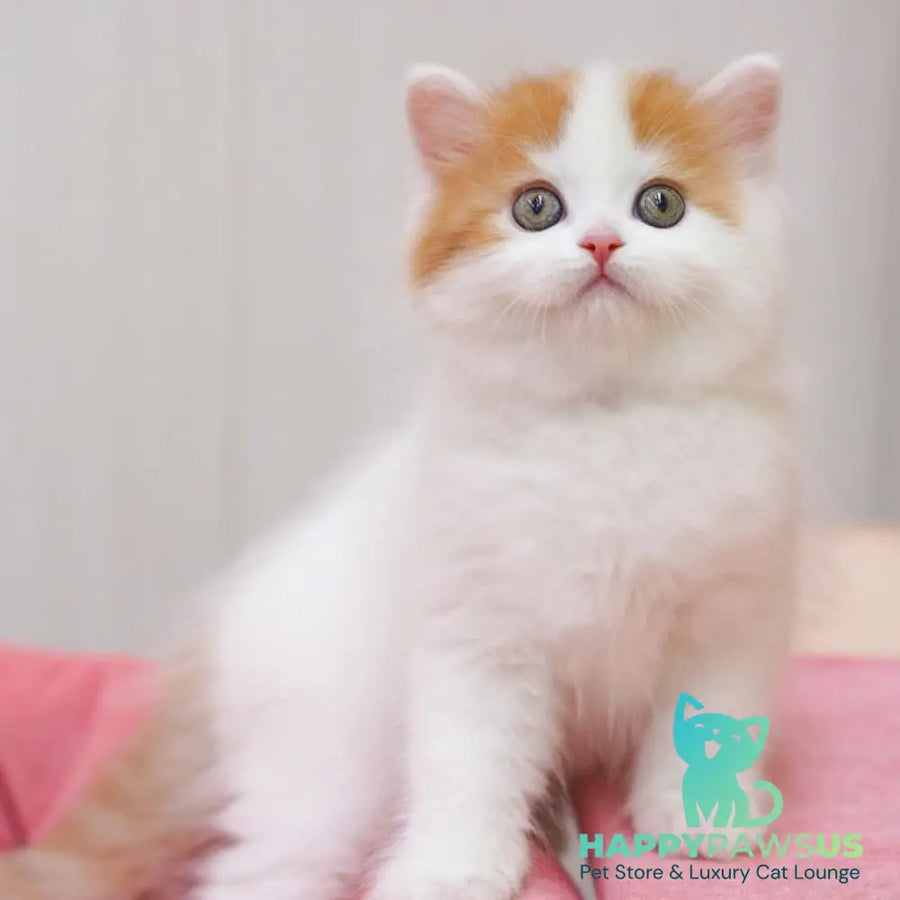 Vjick Scottish Straight male red tabby van - live animals