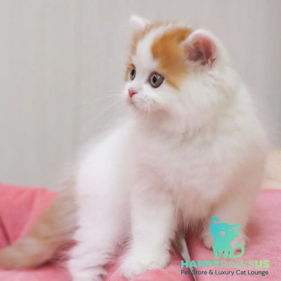 Vjick Scottish Straight male red tabby van - live animals