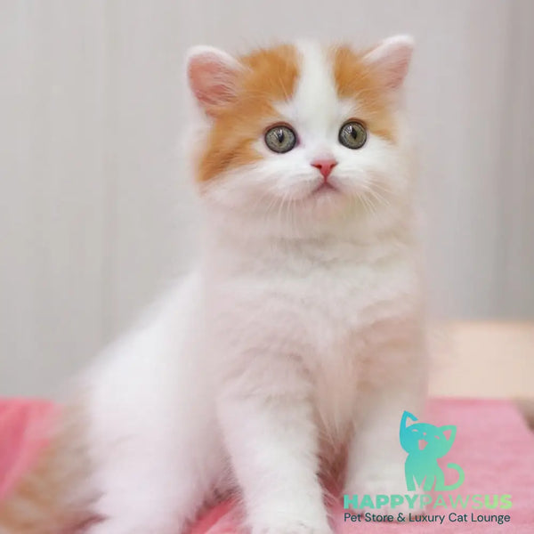 Vjick Scottish Straight male red tabby van - live animals