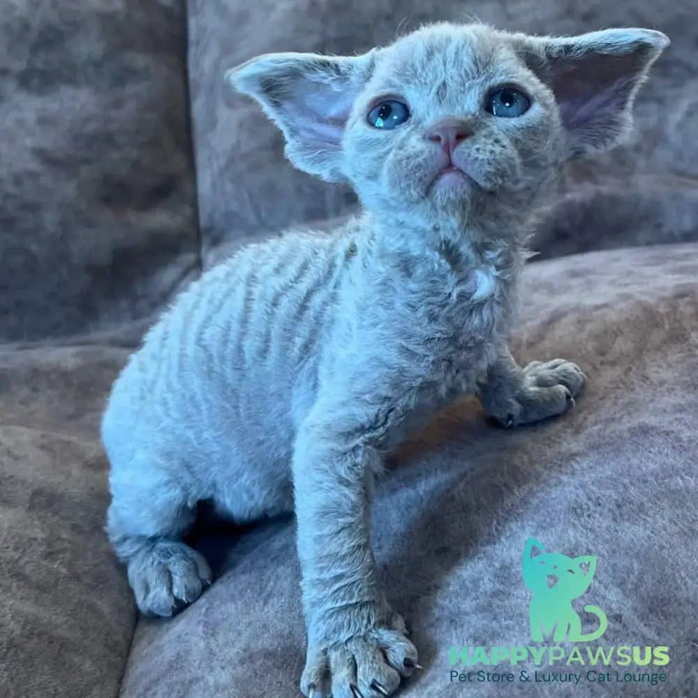 Vlad Devon Rex male lilac - live animals