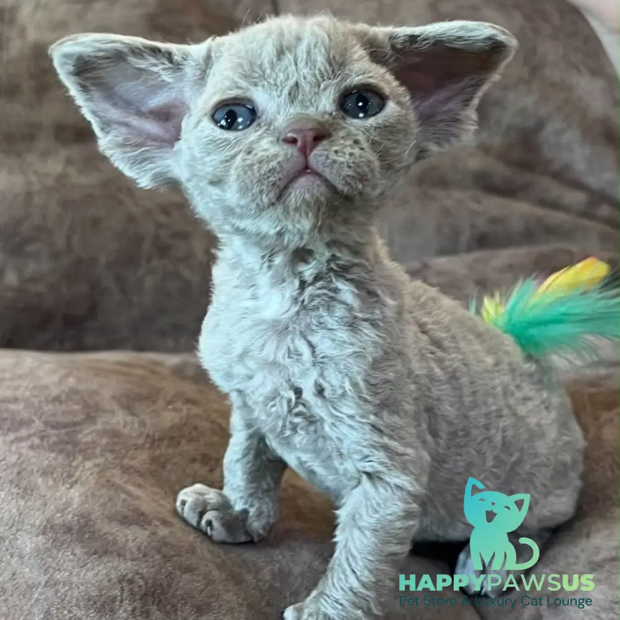 Vlad Devon Rex male lilac - live animals