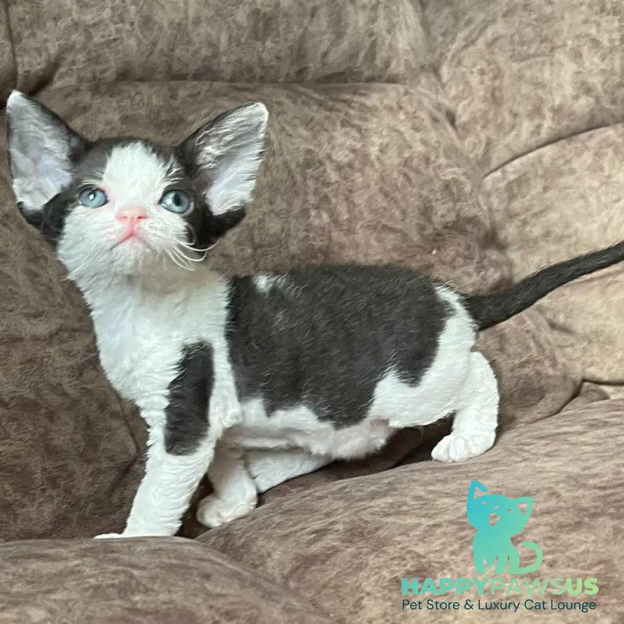 Vlada Devon Rex female black bicolour - live animals