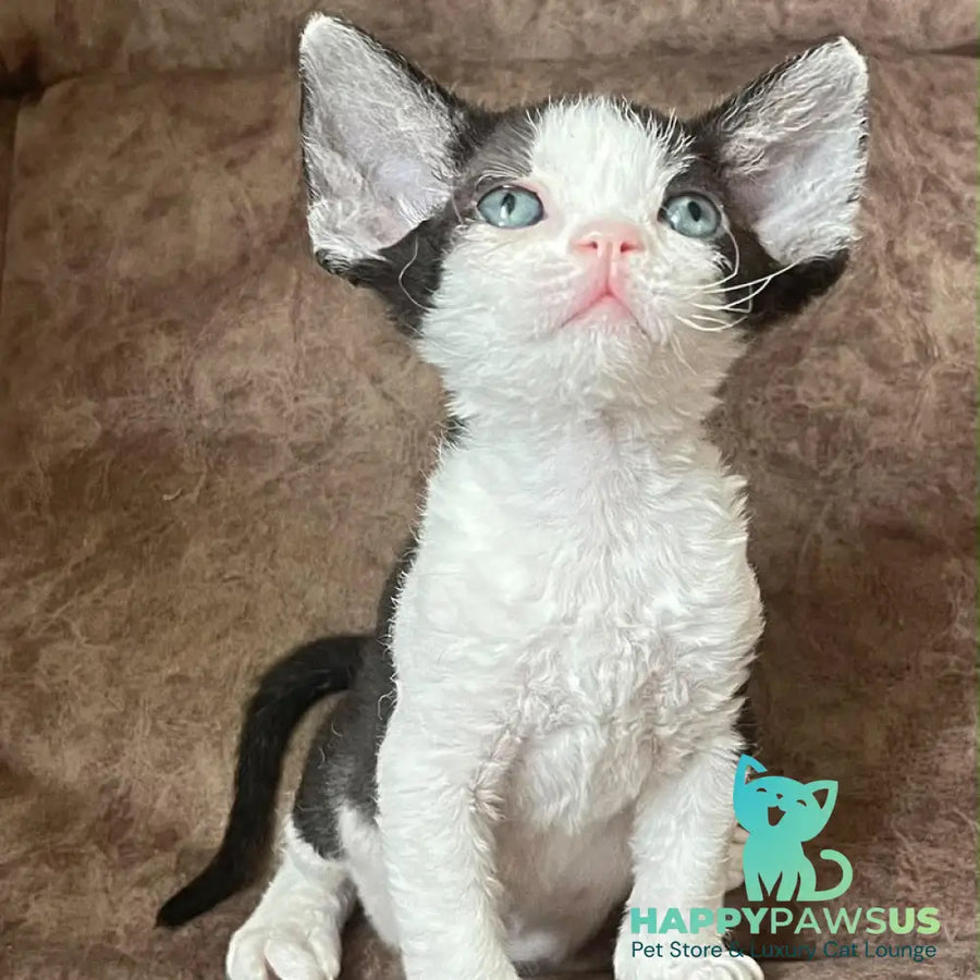 Vlada Devon Rex female black bicolour - live animals