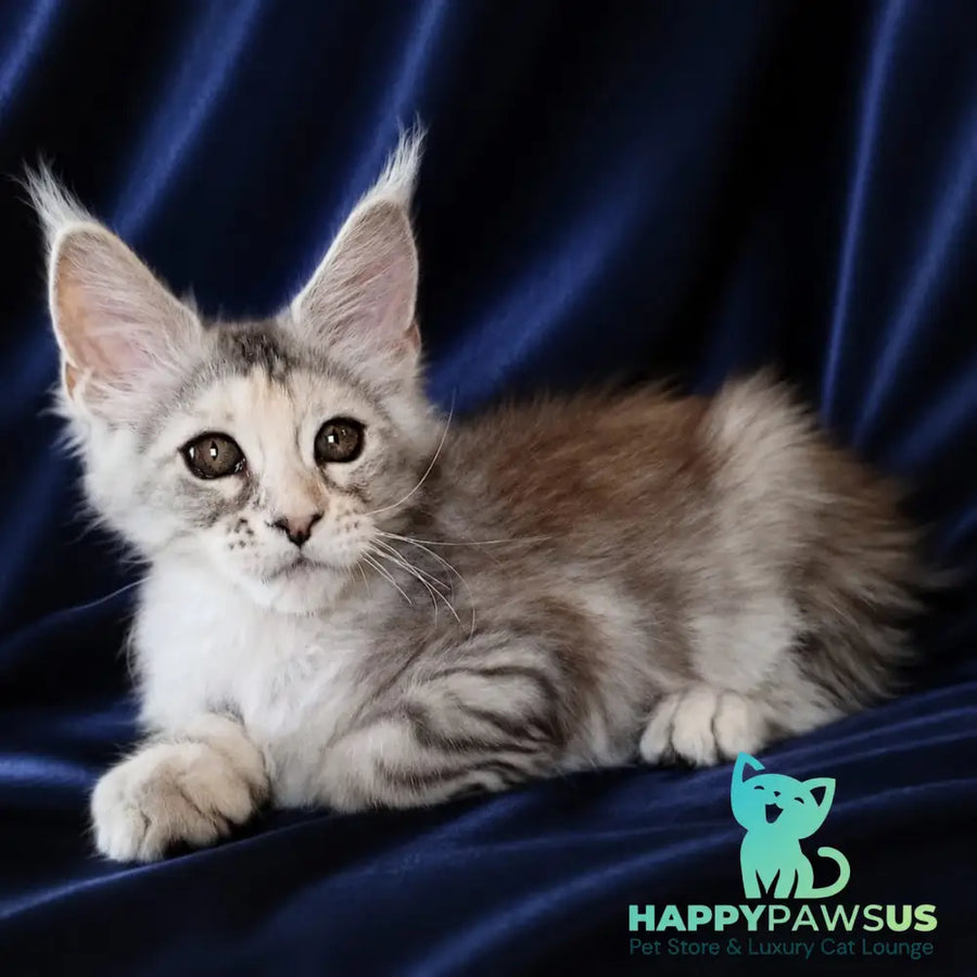 Vlada Maine Coon female black tortie silver tabby - live animals