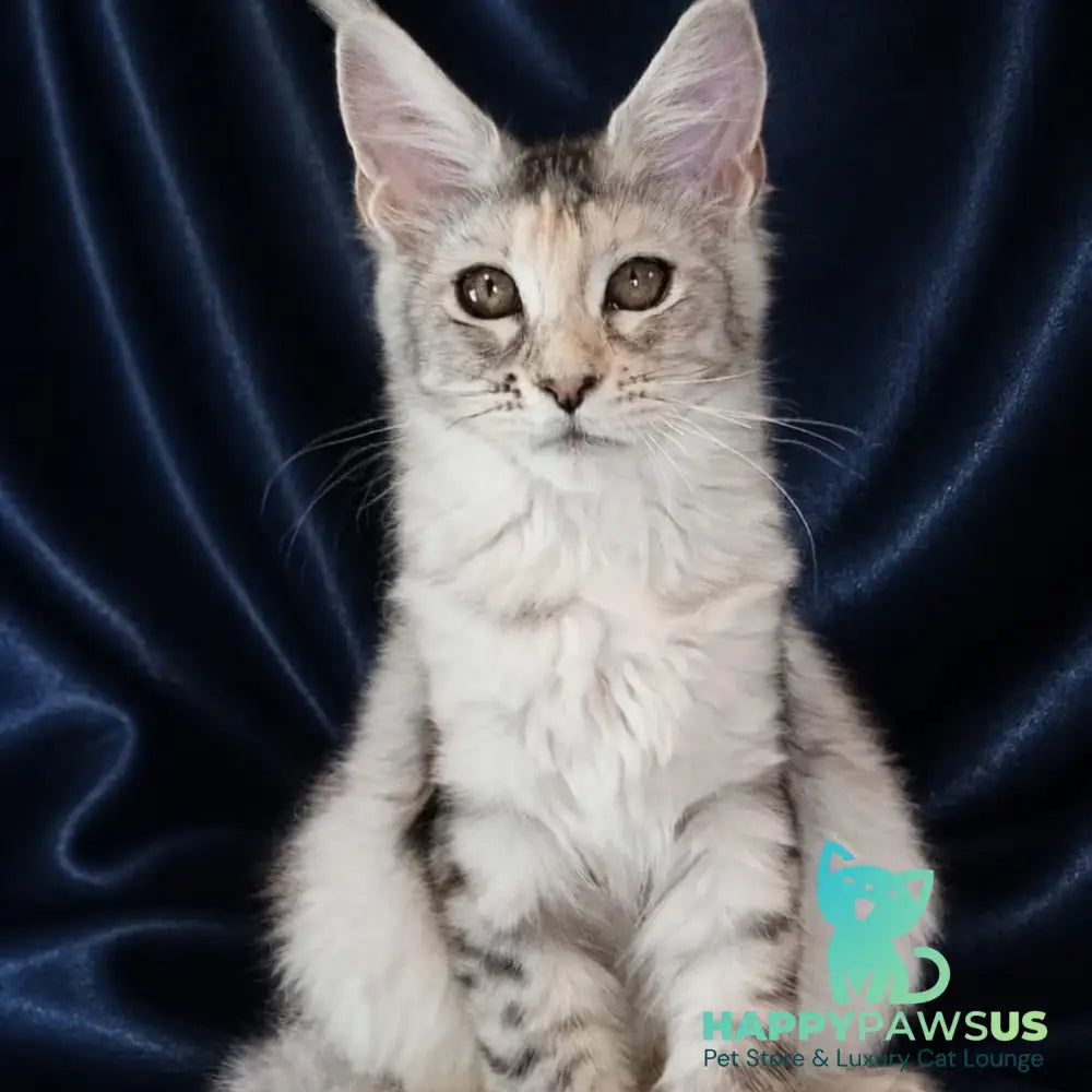 Vlada Maine Coon female black tortie silver tabby - live animals