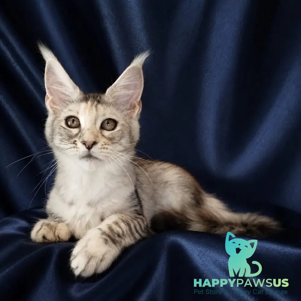 Vlada Maine Coon female black tortie silver tabby - live animals