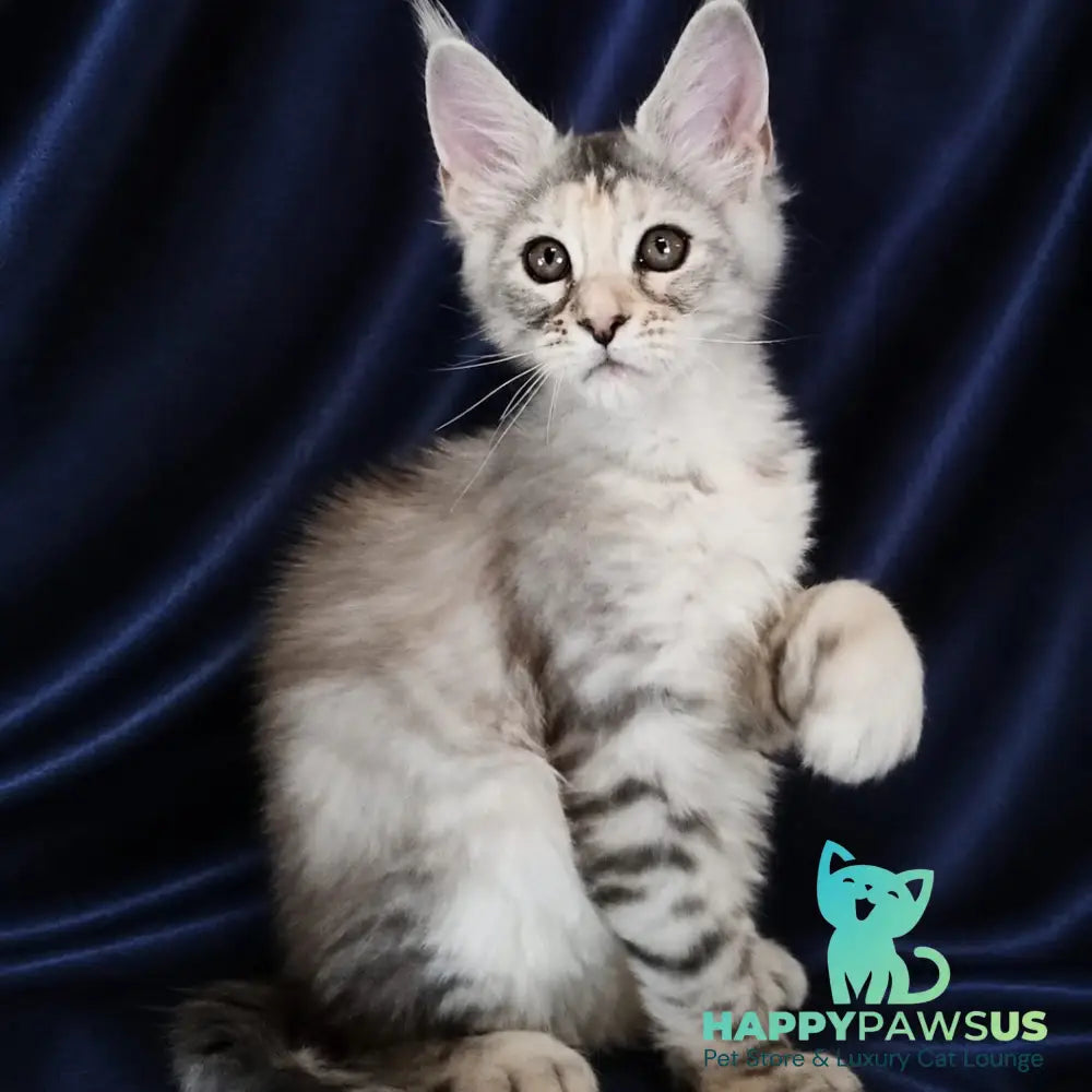 Vlada Maine Coon female black tortie silver tabby - live animals