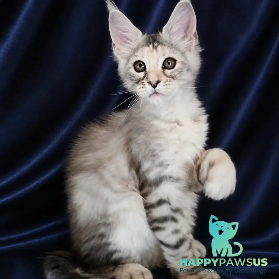 Vlada Maine Coon female black tortie silver tabby - live animals