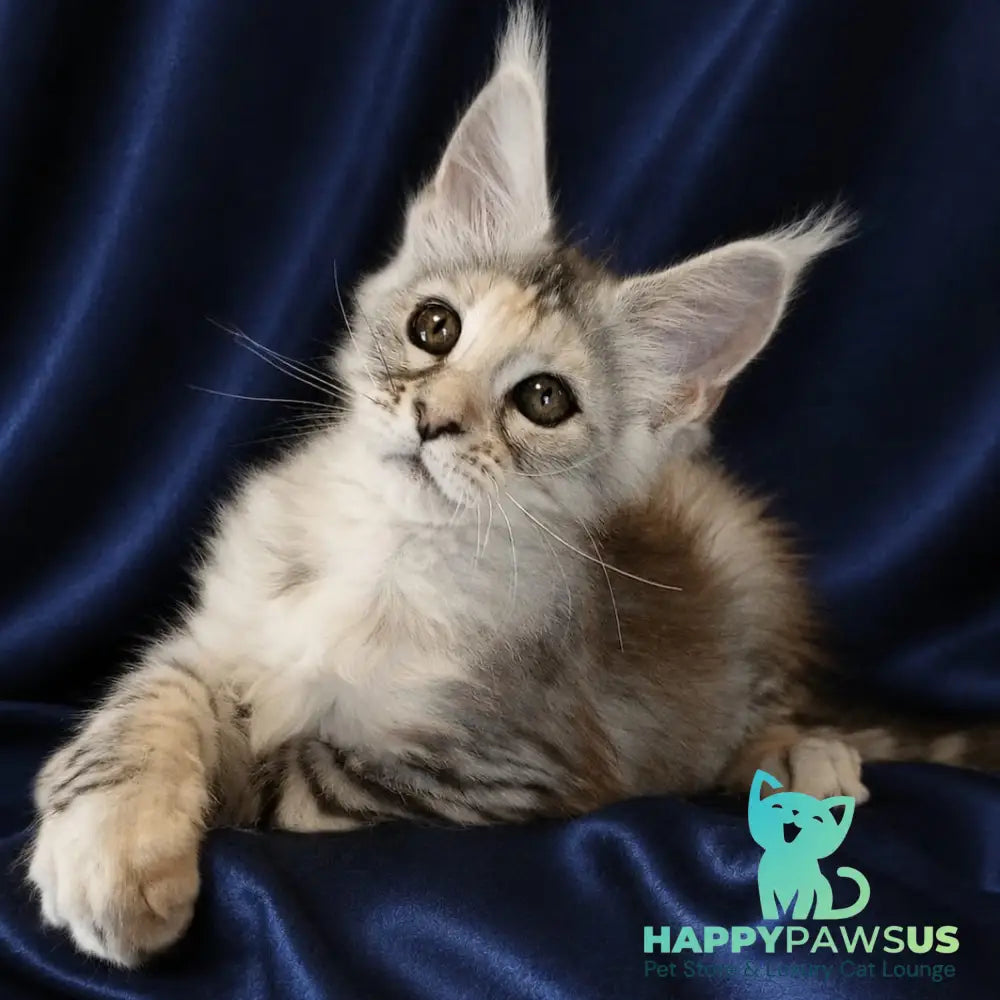Vlada Maine Coon female black tortie silver tabby - live animals