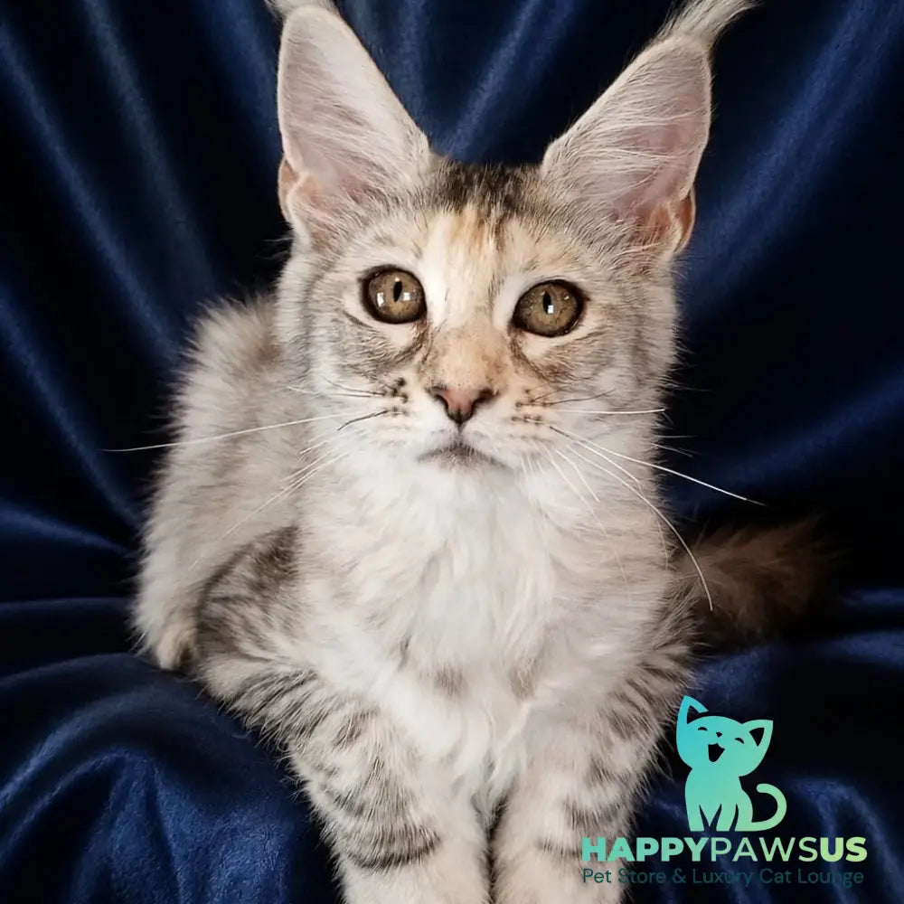 Vlada Maine Coon female black tortie silver tabby - live animals