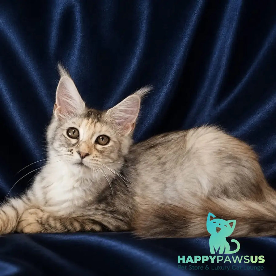 Vlada Maine Coon female black tortie silver tabby - live animals