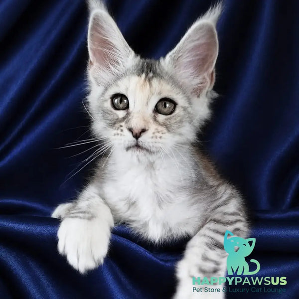 Vlada Maine Coon female black tortie silver tabby - live animals