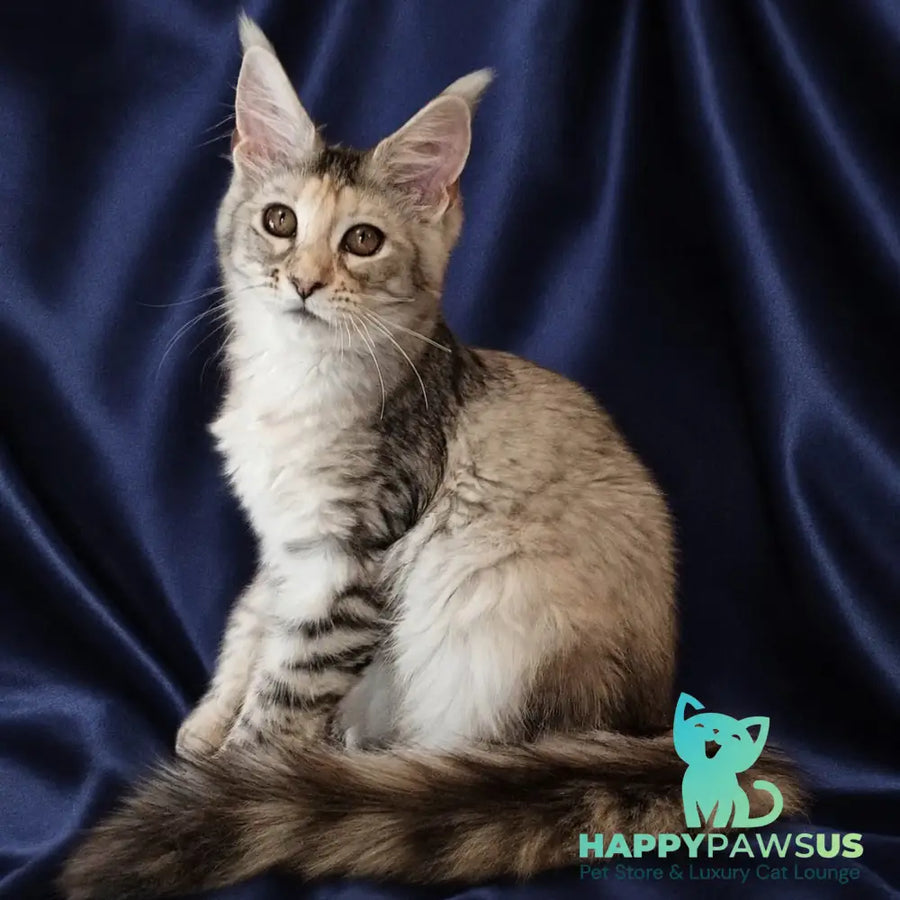 Vlada Maine Coon female black tortie silver tabby - live animals