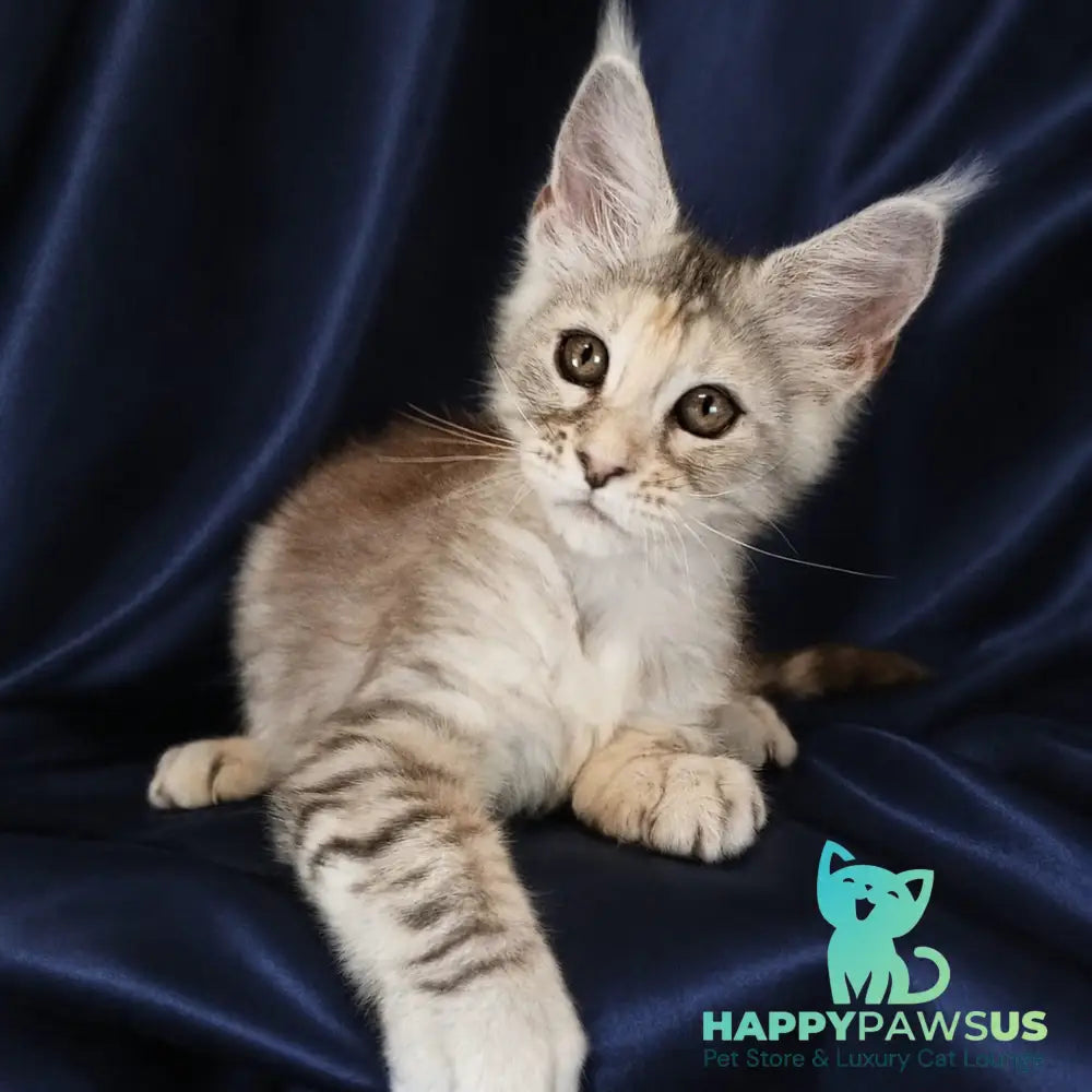 Vlada Maine Coon female black tortie silver tabby - live animals