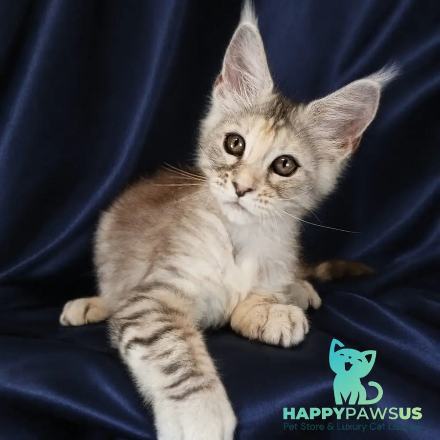 Vlada Maine Coon female black tortie silver tabby - live animals