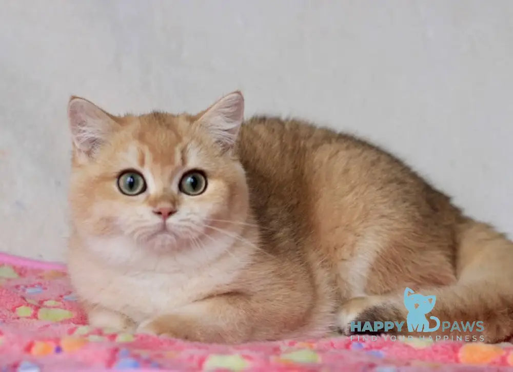 Vlas British Shorthair Male Black Golden Chinchilla Live Animals