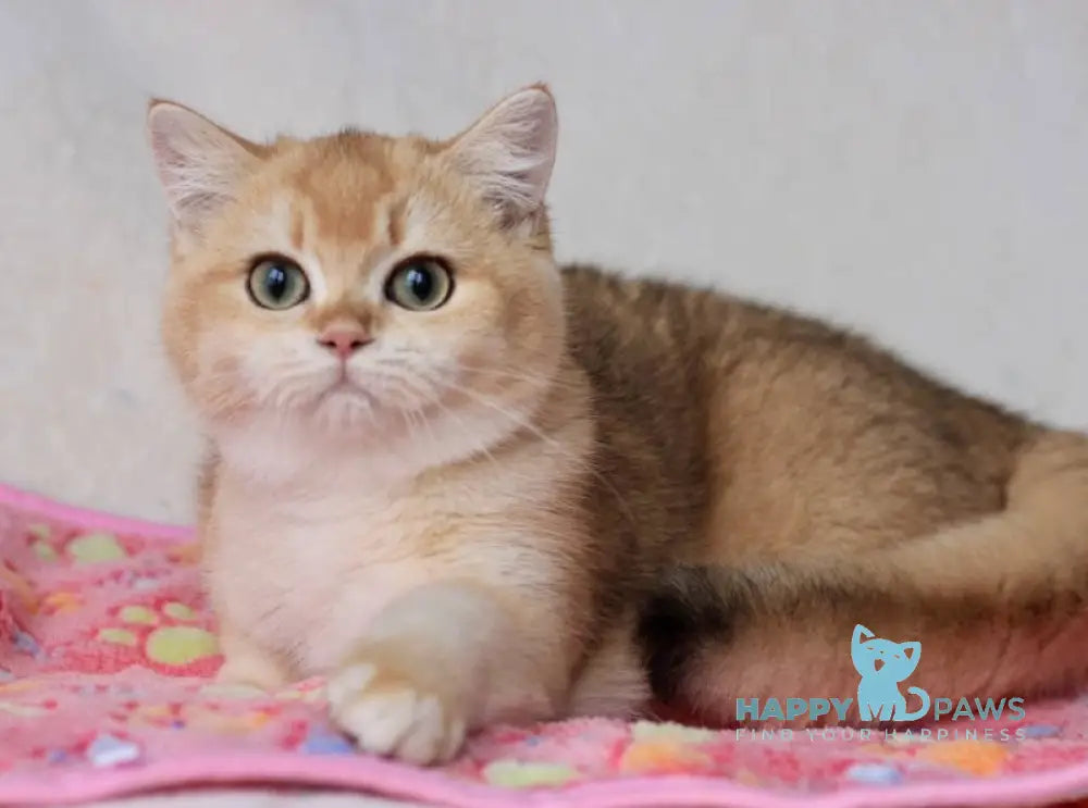 Vlas British Shorthair Male Black Golden Chinchilla Live Animals