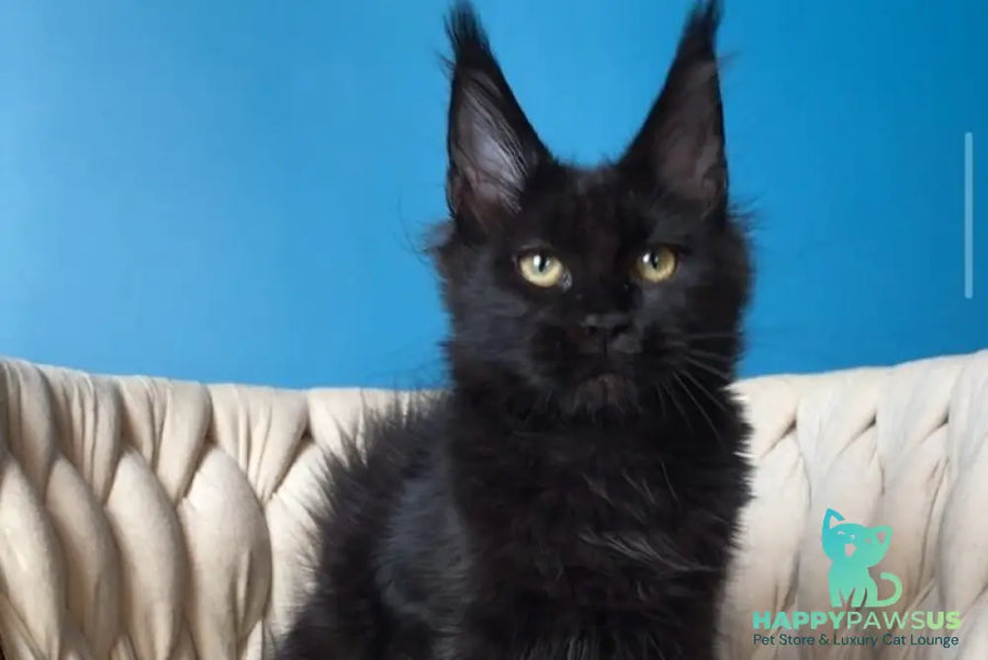 Vlastelina Maine Coon female black - live animals