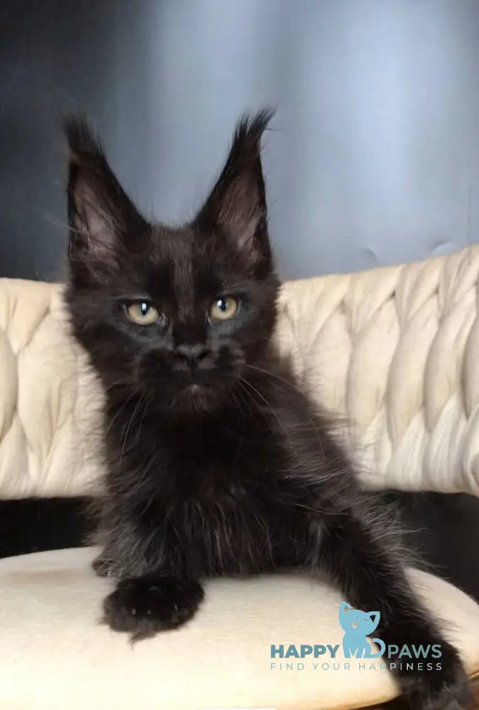 Vlastelina Maine Coon female black - live animals
