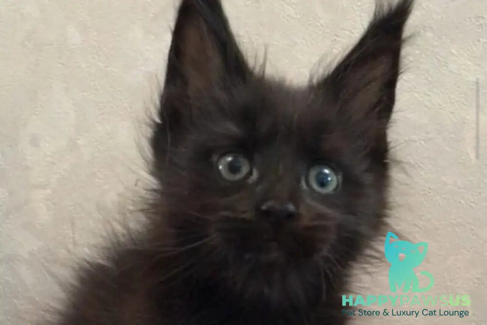 Vlastelina Maine Coon female black - live animals