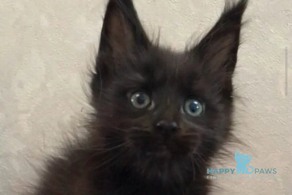 Vlastelina Maine Coon female black - live animals