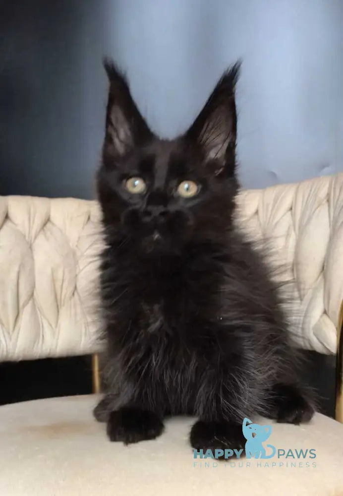 Vlastelina Maine Coon female black - live animals