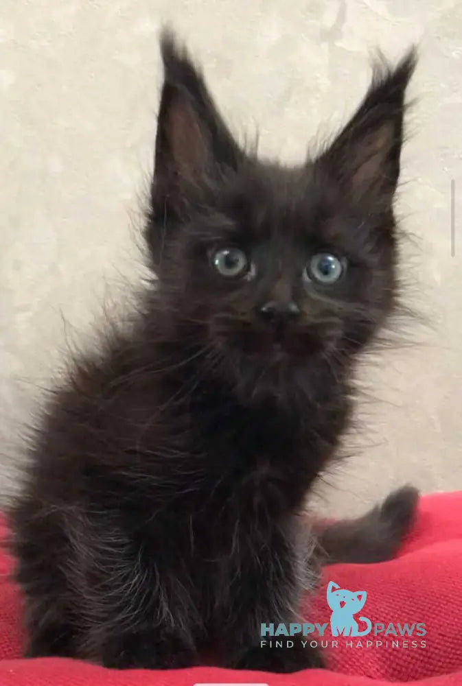 Vlastelina Maine Coon female black - live animals