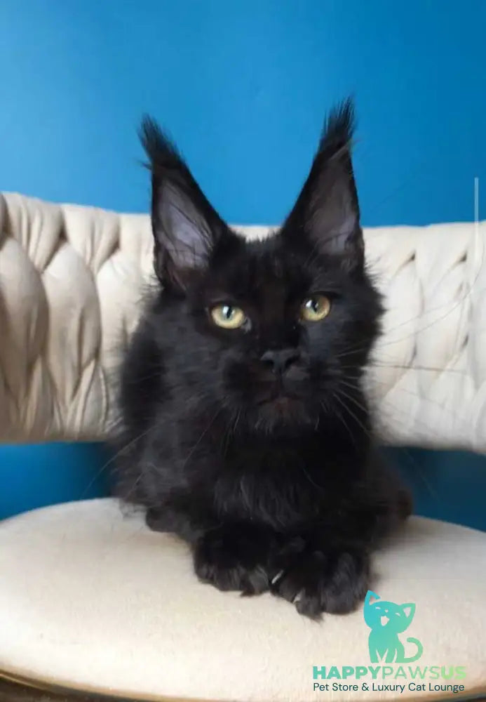 Vlastelina Maine Coon female black - live animals