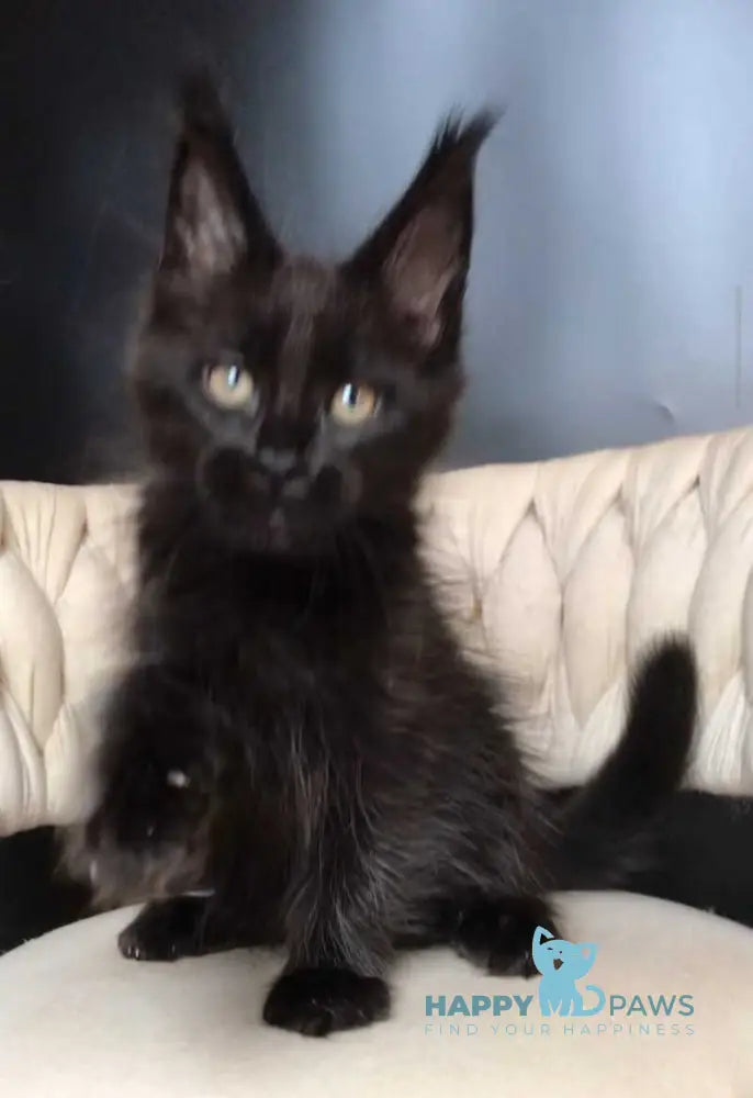 Vlastelina Maine Coon female black - live animals