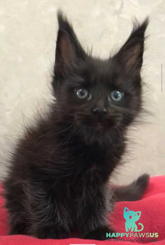 Vlastelina Maine Coon female black - live animals
