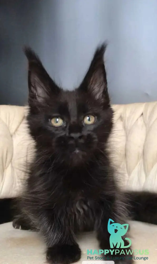 Vlastelina Maine Coon female black - live animals